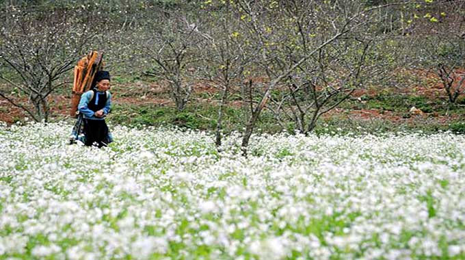 Moc Chau - a plateau of flowers