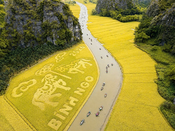 Golden Season in Tam Coc - A Symphony of Green Mountains and Golden Rice Fields