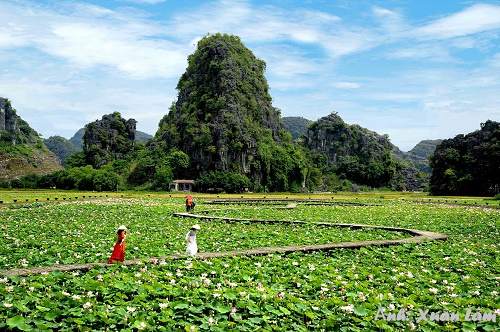 La beauté poétique des champs de lotus à Hang Mua en automne