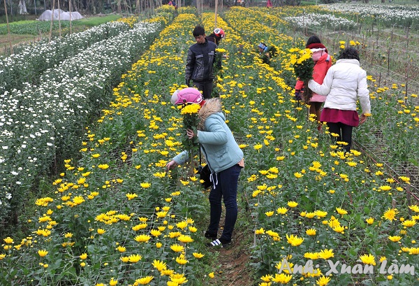 Le village de fleurs de Ninh Phuc