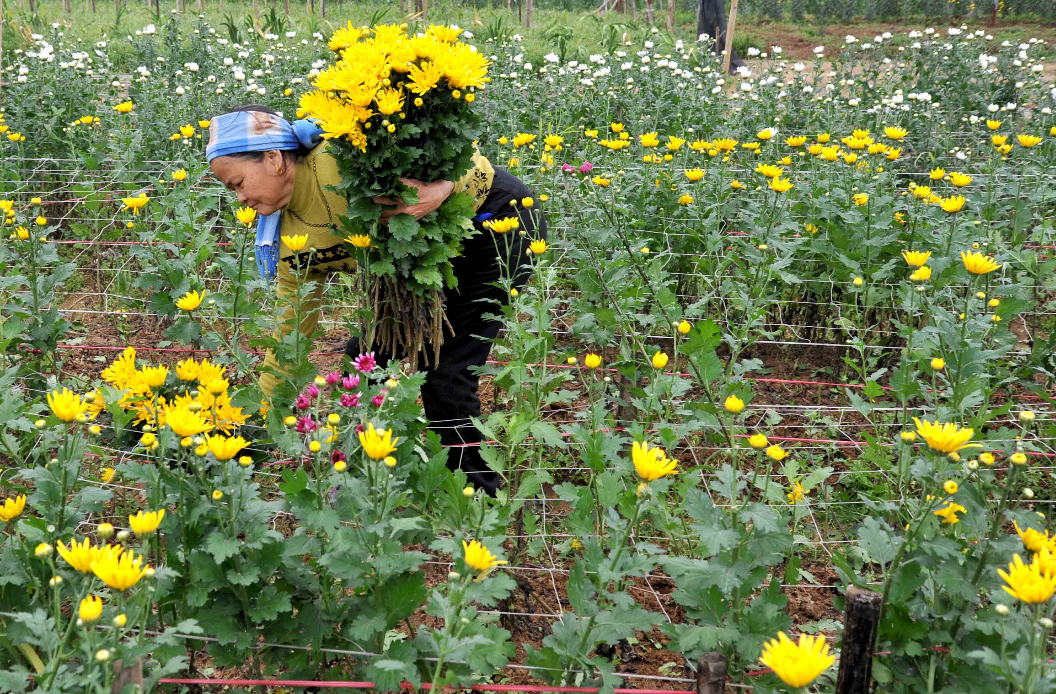 Le village de fleurs de Ninh Phuc en printemps