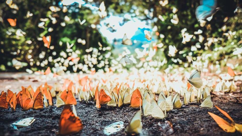 La forêt de papillons au parc national de Cuc Phuong