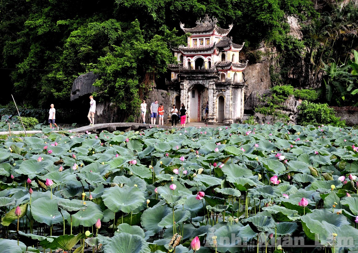 Pagode de Bich Dong en raison de floraison du lotus