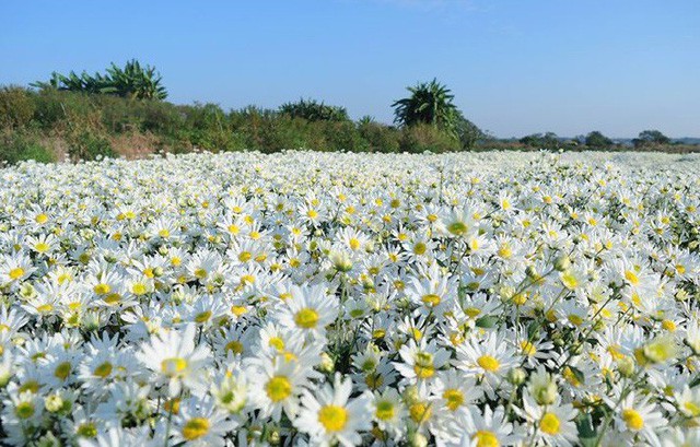 La beauté poétique des jardins de chrysanthèmes des Indes à Ninh Binh en hiver