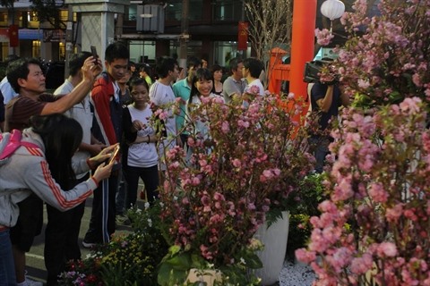 Première fête des fleurs de cerisiers de Dà Lat en février prochain