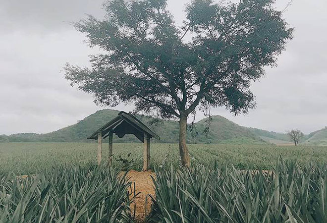 Champ d’ananas à Tam Diep