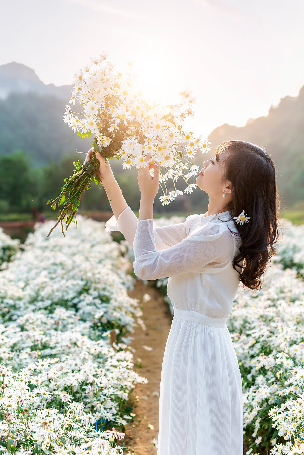 Cúc họa mi – Nét chấm phá dịu dàng giữa thiên nhiên Thung Nham