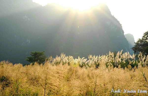 Đắm say mùa hoa lau nở trắng Tràng An