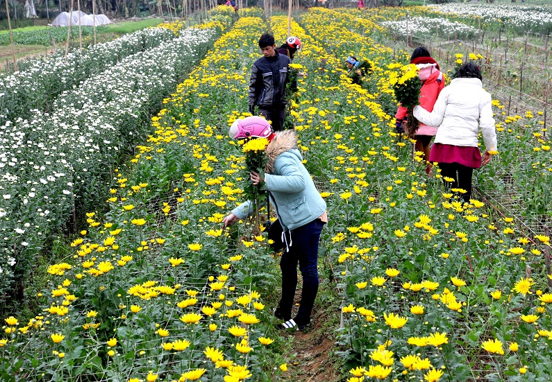 Đông về trên làng hoa Ninh Phúc