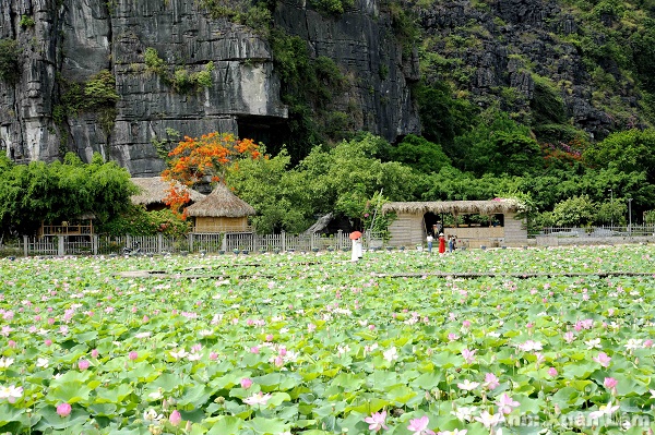 Đã mắt ngắm sen nở dịp hè về