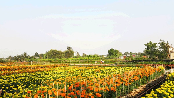 Làng hoa Phù Vân - nơi sắc màu níu chân du khách
