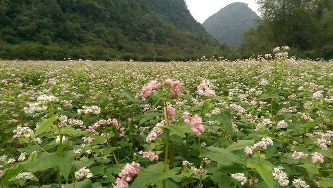 Về Thung Nham hẹn hò cùng mùa hoa Tam giác mạch