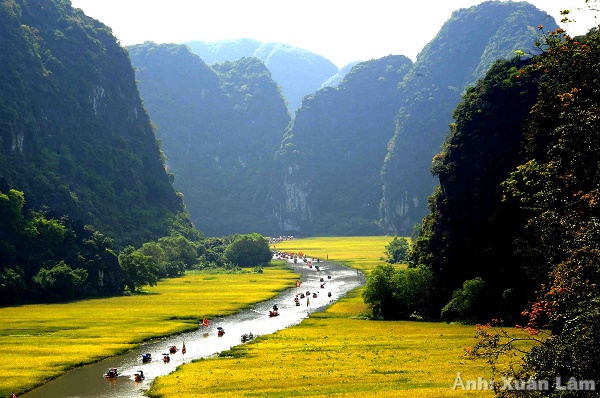 Tam Cốc – Mùa vàng vẫy gọi