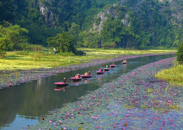 Ninh Bình – Mùa thu dịu dàng, mùa của yêu thương và sắc hoa súng rực rỡ