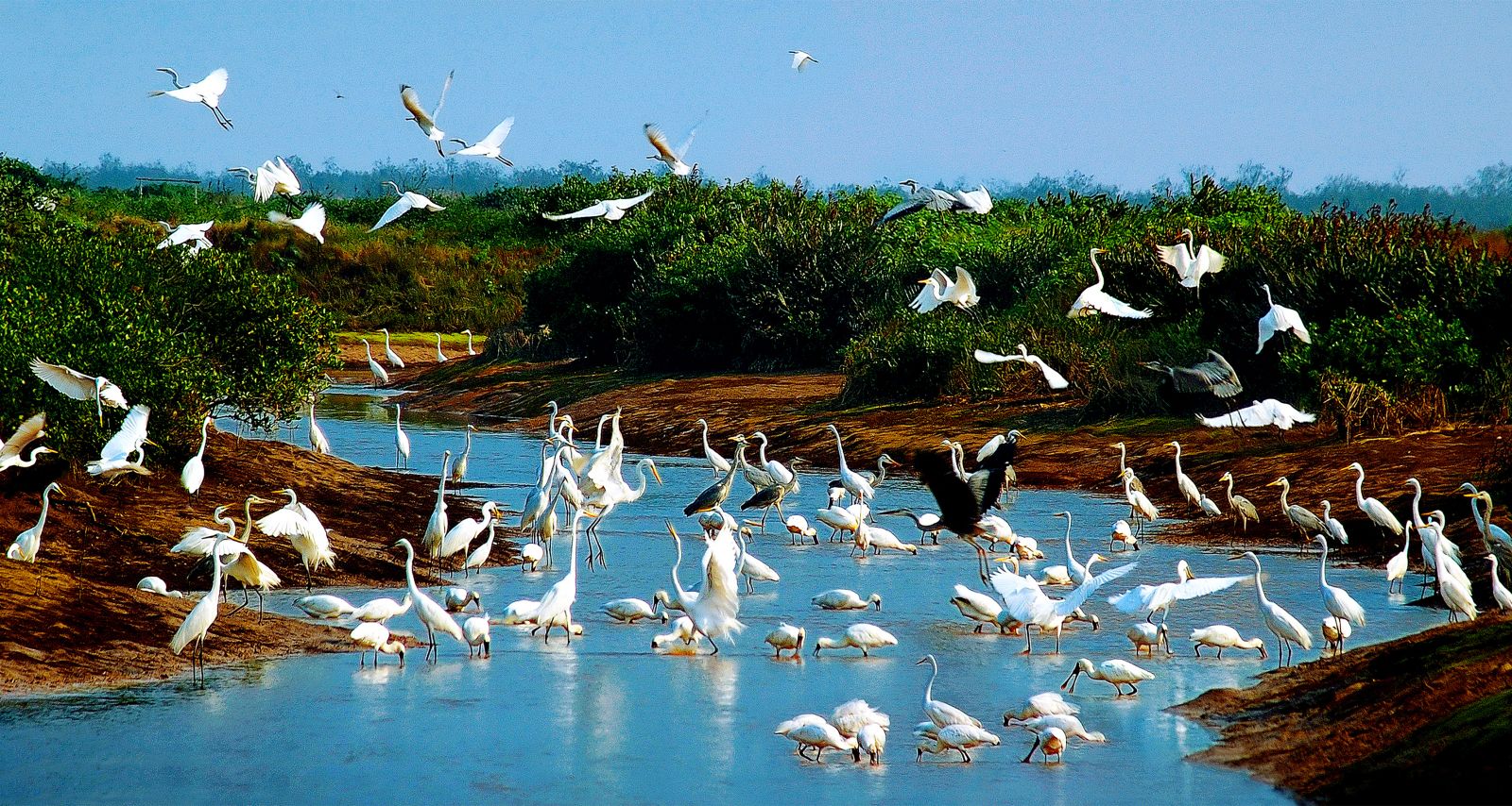 Vườn Quốc gia Xuân Thủy - Vườn Di sản ASEAN đầu tiên khu vực miền Bắc